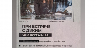 Правила поведения при встрече с медведем. - Шушенский район