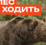 В лес не ходить! Там медведи!. - Козульский район
