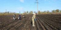 Порядка 4,5 тонн желудя дуба черешчатого высадили в лесопитомнике в Белгородской области - Комсомольская Правда