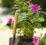 plants-gardening-tools-close-up - Газета Восход