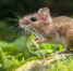 «Осторожно: лептоспироз!» - Целинский район