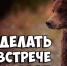 Как вести себя при встрече с медведем - Карасукский район