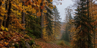 Осеннее безмолвие - МЧС