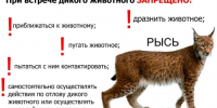 Внимание! Дикое животное! - Островский муниципальный район