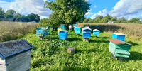 Методы новгородских учёных заставляют пчёл жужжать веселей и укрепляют их семьи - Газета Новгород