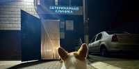 В Орле торговали лекарствами для животных без лицензии - Орловский Вестник