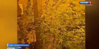 Наркоплантация в погребе - Вести Хакасия