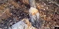 Скриншот видео с места происшествия. - Сетевое издание Республика Башкортостан