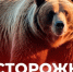 Осторожно медведи!. - Ермаковский район