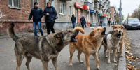 В Турции всех бродячих собак — около 4 млн, убрали с улиц в приюты - Шахты.ру