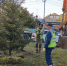 Четыре метра пушистой хвои: крупномерные ели из Казани высадили на улицах Южно-Сахалинска - News.Astv.Ru