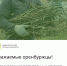 Уважаемые оренбуржцы! - Администрация города
