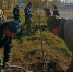 20 молодых яблонь высадили на Октябрьской в Ульяновске - Ulyanovsk.Express