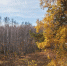 Лес. Фото Маргариты Романовой, IRK.ru - Irk.Ru
