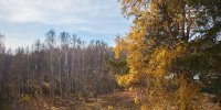 Лес. Фото Маргариты Романовой, IRK.ru - Irk.Ru