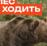 В лес не ходить! Там медведи!. - Козульский район