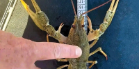Ученые оценили состояние популяции кубанского рака в лиманах Азовского моря - Кубанские Новости