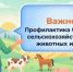 Профилактика болезней сельскохозяйственных животных и птиц - Верхнебуреинский район