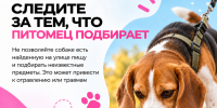 Хвост трубой, а лапы в тепле! - Управление ветеринарии