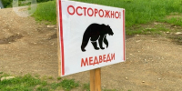 Госсовет Удмуртии принял закон, разрешающий промысловую охоту на медведей - Сусанин
