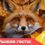 Лисы выходят к людям. Чем они опасны - Газета Лужская правда