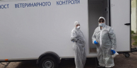В двух ярославских сёлах ввели карантин по бешенству: ограничения коснутся выставок и вывоза скота - YarCube.Ru