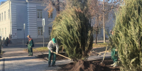 В сквере «Студенческий» в Казани обновляют пешеходные дорожки и сажают можжевельник - Администрация г. Казань