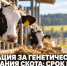В Липецкой области продлили приём заявок на компенсацию генетических исследований племенного скота до 28 октября - Газета Задонская правда
