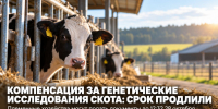 В Липецкой области продлили приём заявок на компенсацию генетических исследований племенного скота до 28 октября - Газета Задонская правда