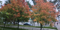 Аномально теплый октябрь зафиксировали в Петербурге - Санкт-Петербург.ру