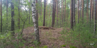 Владимирских добытчиков ископаемых просят восстановить 74 гектара леса - Комсомольская правда