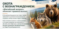 Награда за добычу: «Житейский вопрос» расскажет, как вознаградят охотников - Минэкологии РБ