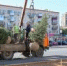 На ул. 7-й Гвардейской началась высадка деревьев - Город Волгоград