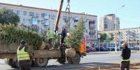 На ул. 7-й Гвардейской началась высадка деревьев - Город Волгоград