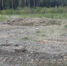 Калужская природоохранная прокуратура добилась очистки лесов от мусора - Газета Ферзиковские вести