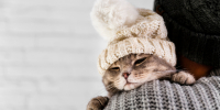 copy-space-cute-cat-wearinf-fur-cap-in-winter - РИА 7 Новостей