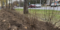 В Обнинске высадили 344 куста кизильника - Администрация города