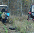 Бутурлиновские лесоводы восстанавливают Шипову дубраву - РИА Воронеж