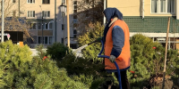 В Саранске озеленяют городские пространства - Вестник Мордовии