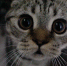 Котик удивлённый - ИА Nord-News.Ru