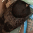 Раненному беспилотником голубю ищут добрые руки в Воронеже - Bloknot-Voronezh.Ru