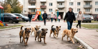 В Липецкой области отловили более 1 400 животных без владельцев - Allelets.Ru