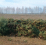 Ульяновские ёлки отправились в четыре региона России - Ulyanovsk.Express
