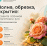 Как правильно подготовить розы к холодам осенью - Октябрьский район