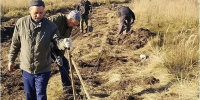 В Заволжье высадят 209 тополей вдоль дорог в массивах многодетных семей - Комсомольская правда