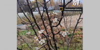 «Перепутали времена года»: как отразится на урожае аномально теплая осень - ТРК Татарстан-Новый век