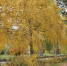 Осень - Казанские ведомости