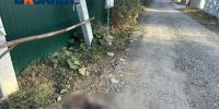 В Волжском началась охота на собак: еще одно животное убили в СНТ - Блокнот Волжского