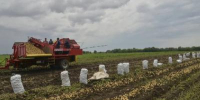 В Саратовской области выросло производство картофеля - Министерство сельского хозяйства