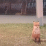 Чокнутая лиса атаковала жительниц костромского райцентра - K1News.Ru